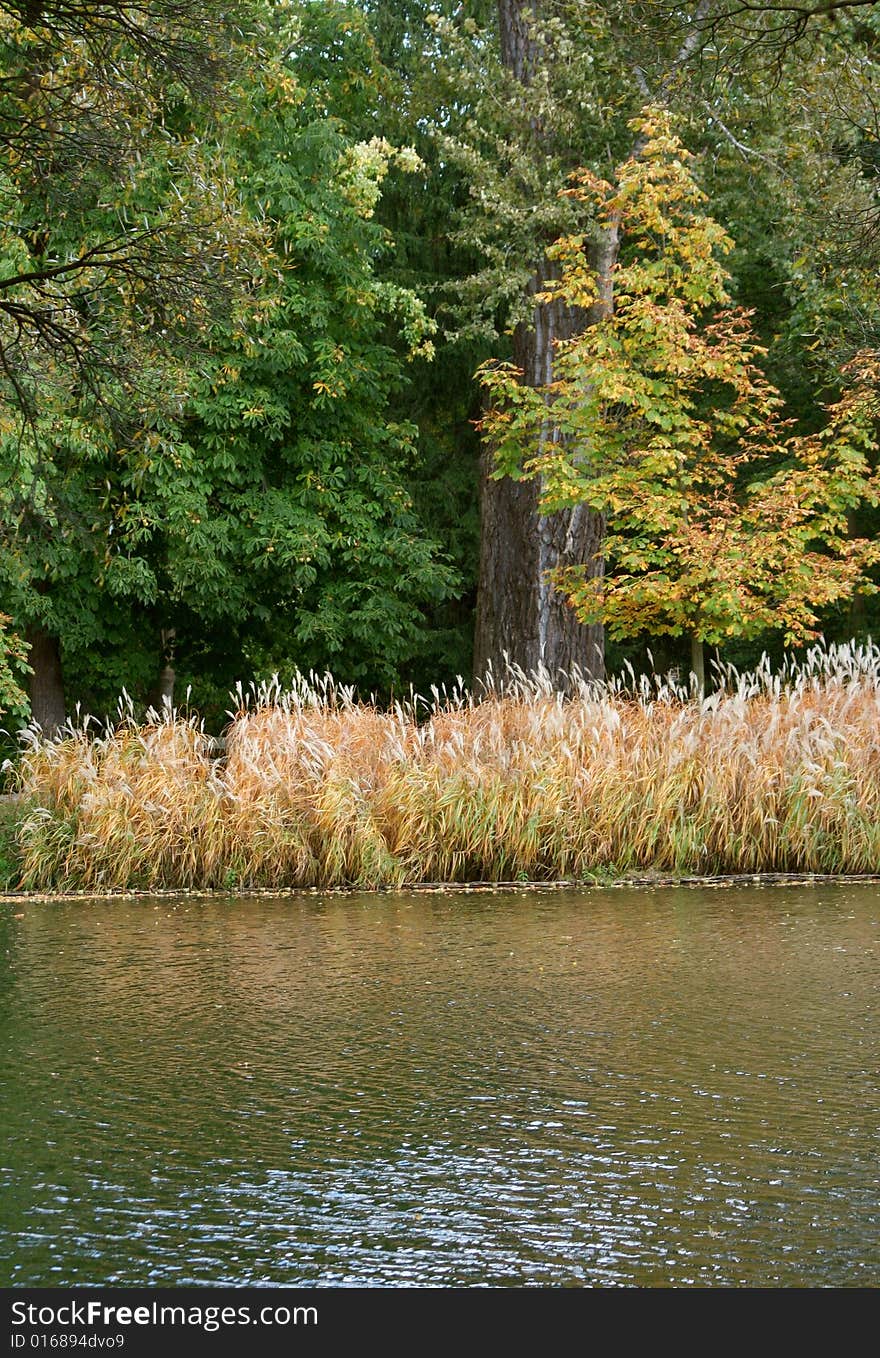 Cane over lake - autumn view