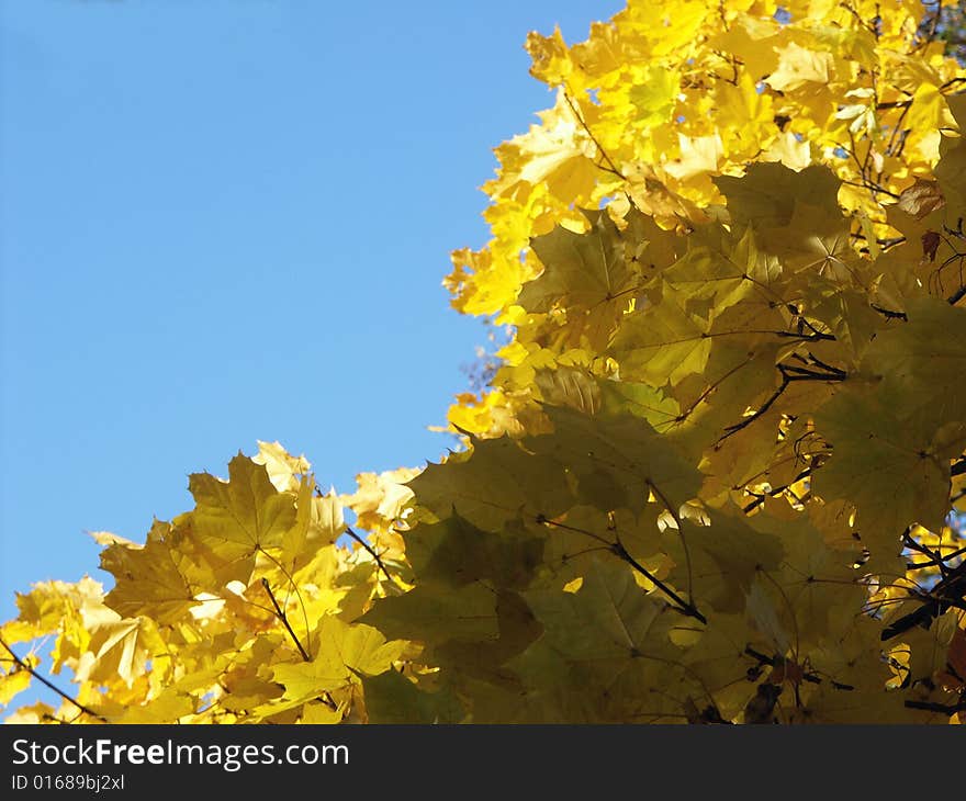 Yellow leaves on blue sky