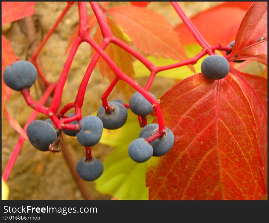 Berry, fruit, nature, leaves, vines, autumn, life, beauty, flowering, jewelry