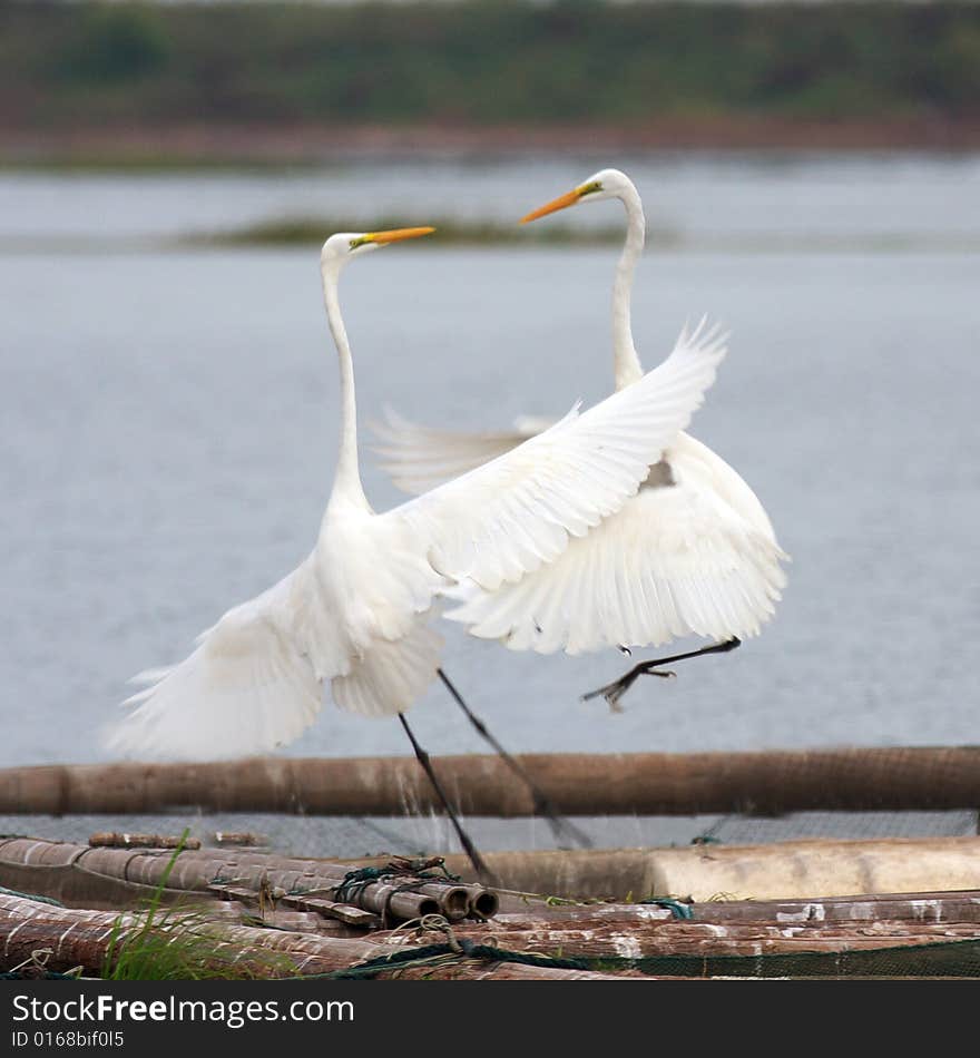 Two egrets are dancing each other