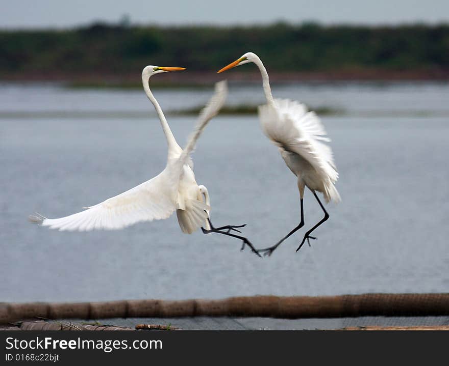 The dancing egrets are very engaging