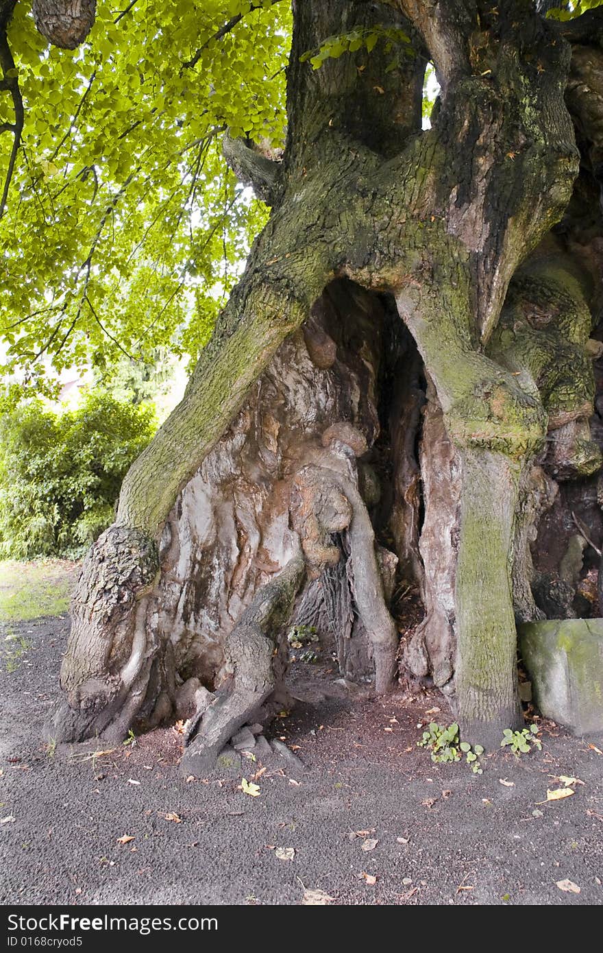 Thousand years old linden tree, Collm (near Oschatz), Saxony, Germany. Thousand years old linden tree, Collm (near Oschatz), Saxony, Germany