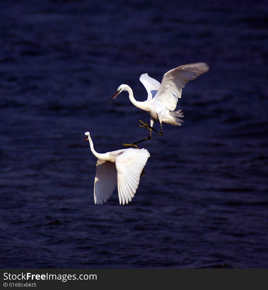 Two egrets are fighting each other