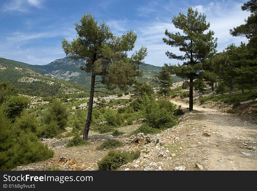 Photo of road in forest. Photo of road in forest