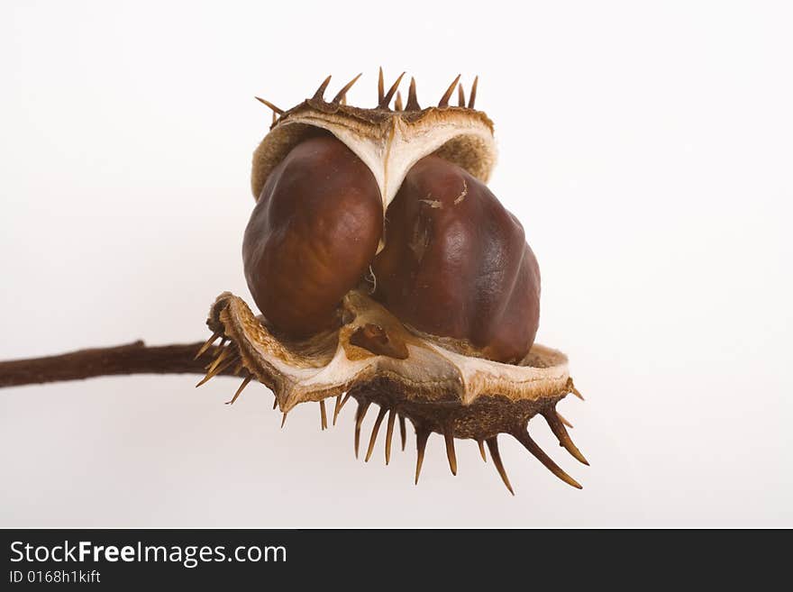 Prickly chestnuts isolated on white background