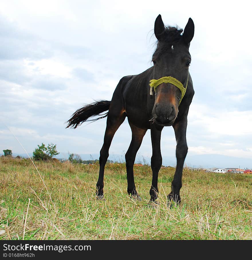 Curious horse looking for food on a meadow nearly a romanian village