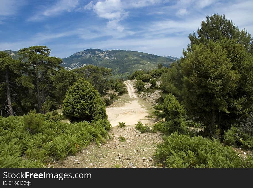 Photo of road in forest. Photo of road in forest