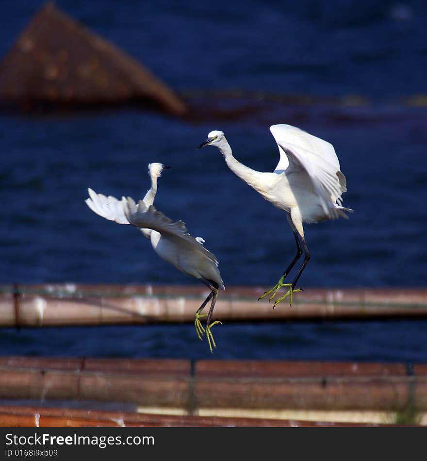 Two egrets are fighting exciting