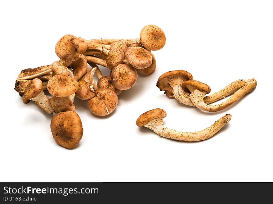 Fresh and beautiful mushrooms on a white background