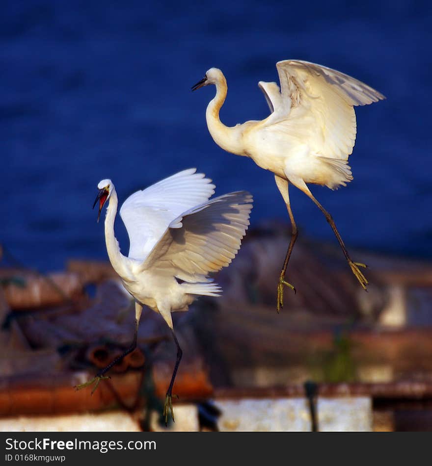 Egrets