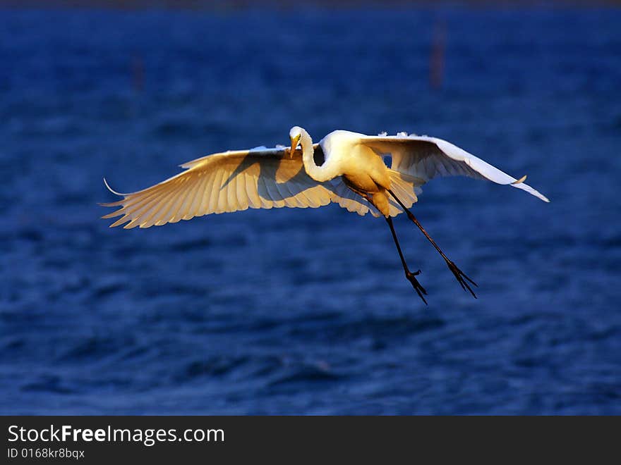 Egret