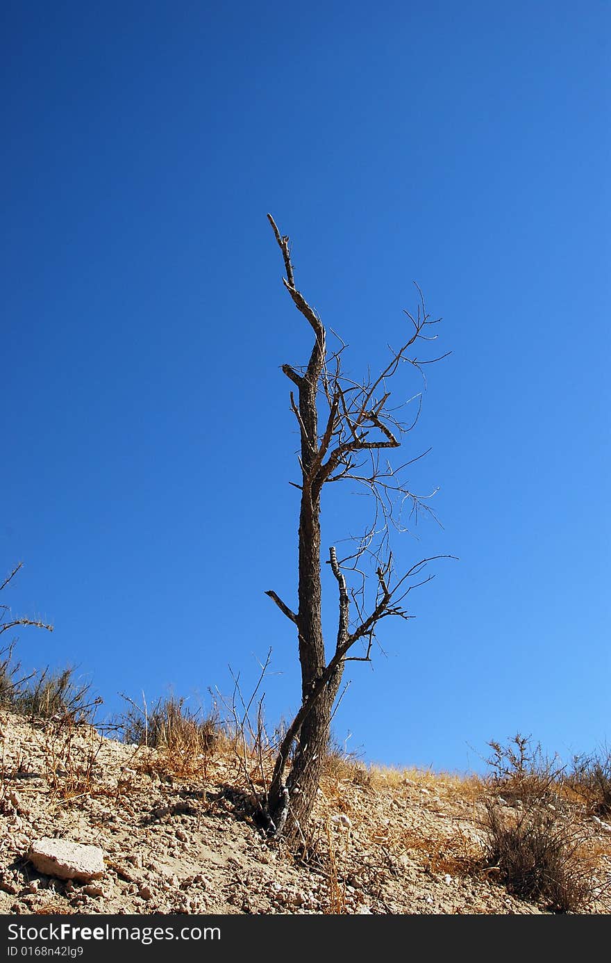 The dead dried up tree in desert. The dead dried up tree in desert