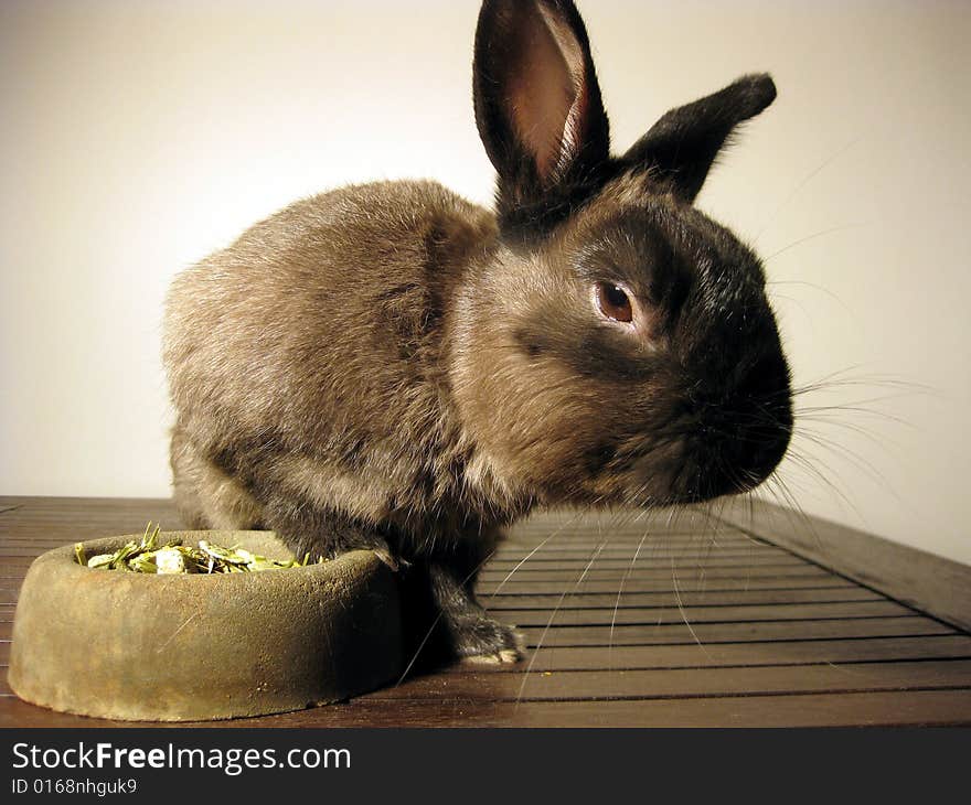 Rabbit with food in concrete basin. Rabbit with food in concrete basin.