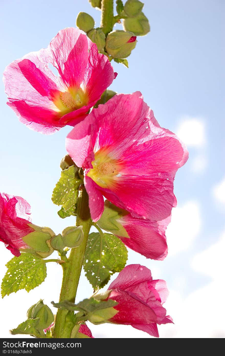 Pink malvaceae flower in summer