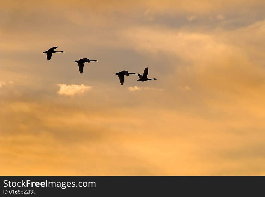 Goose flying way along the river