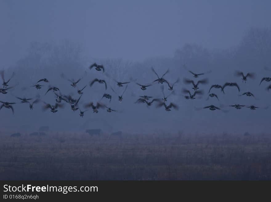 Goose flying way along the river