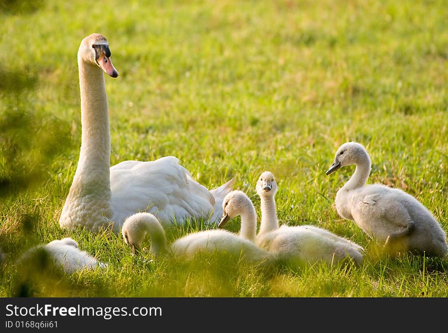 White Goose with young ones