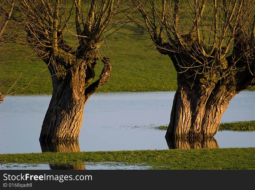 Trees in the blue water