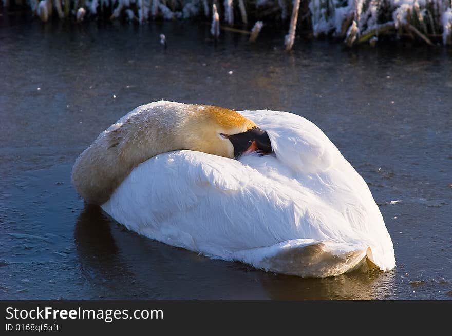 Swan sleeping in frozen river