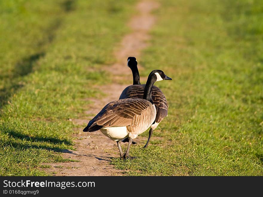 Goose are walking in the field