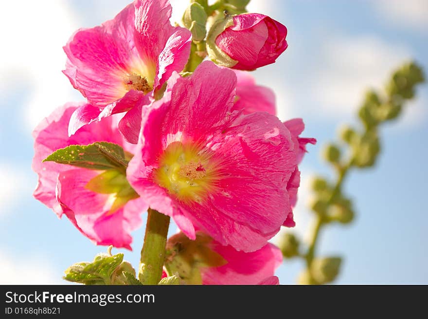 Pink malvaceae flower in summer