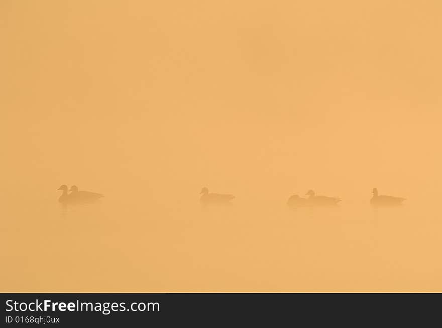 Ducks swimming in the fog