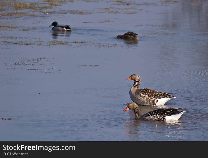 Goose and ducks in the river