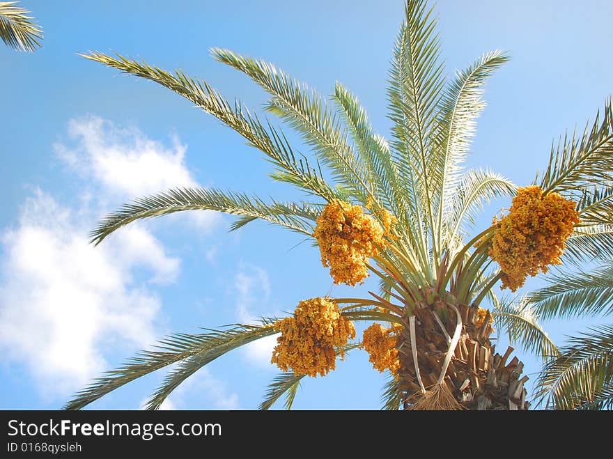 A  date palm tree growing  in my town