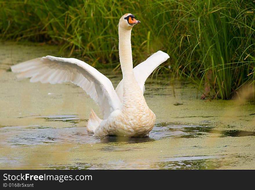 White goose in the water