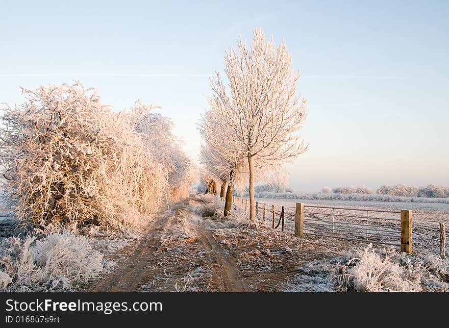 Trees in the white snow