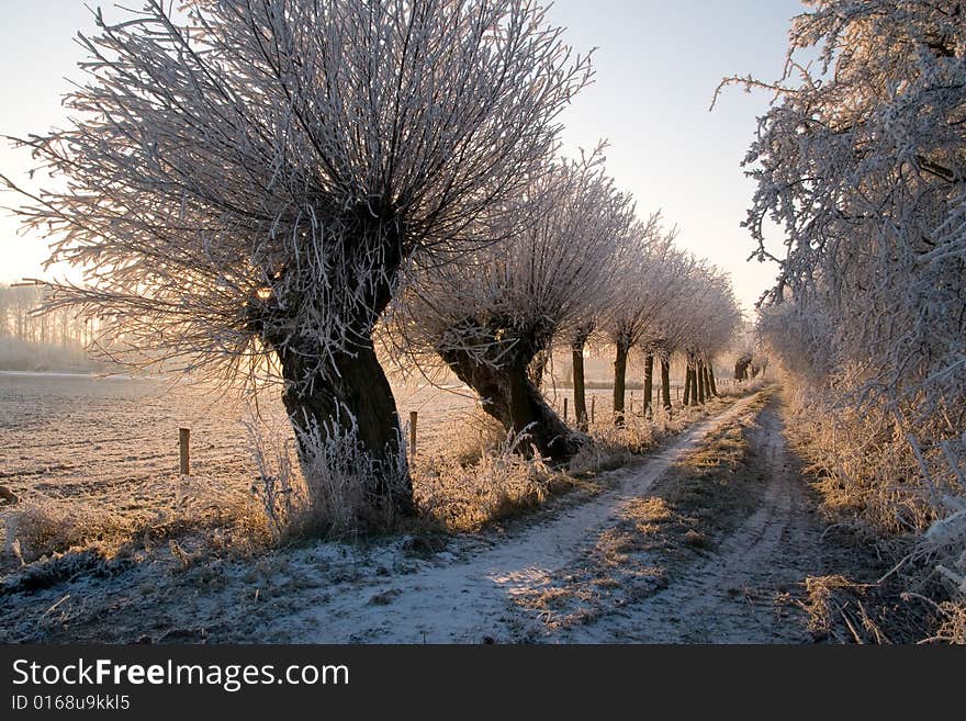 Trees in the white snow