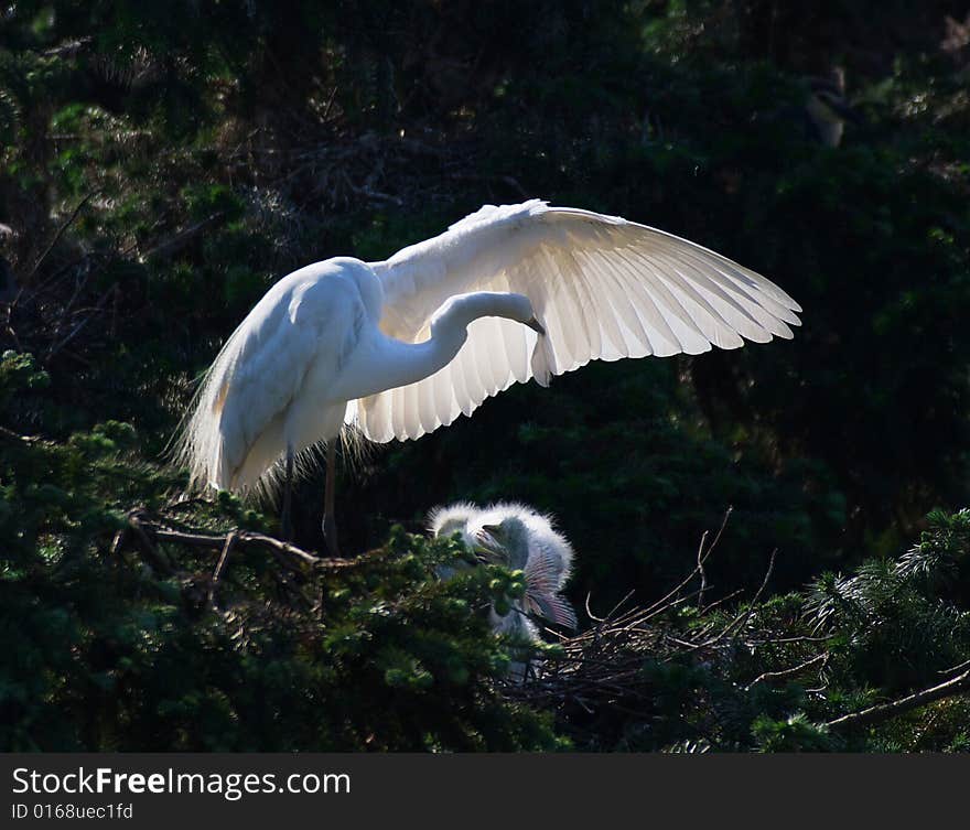 A white egret is teasing her wing