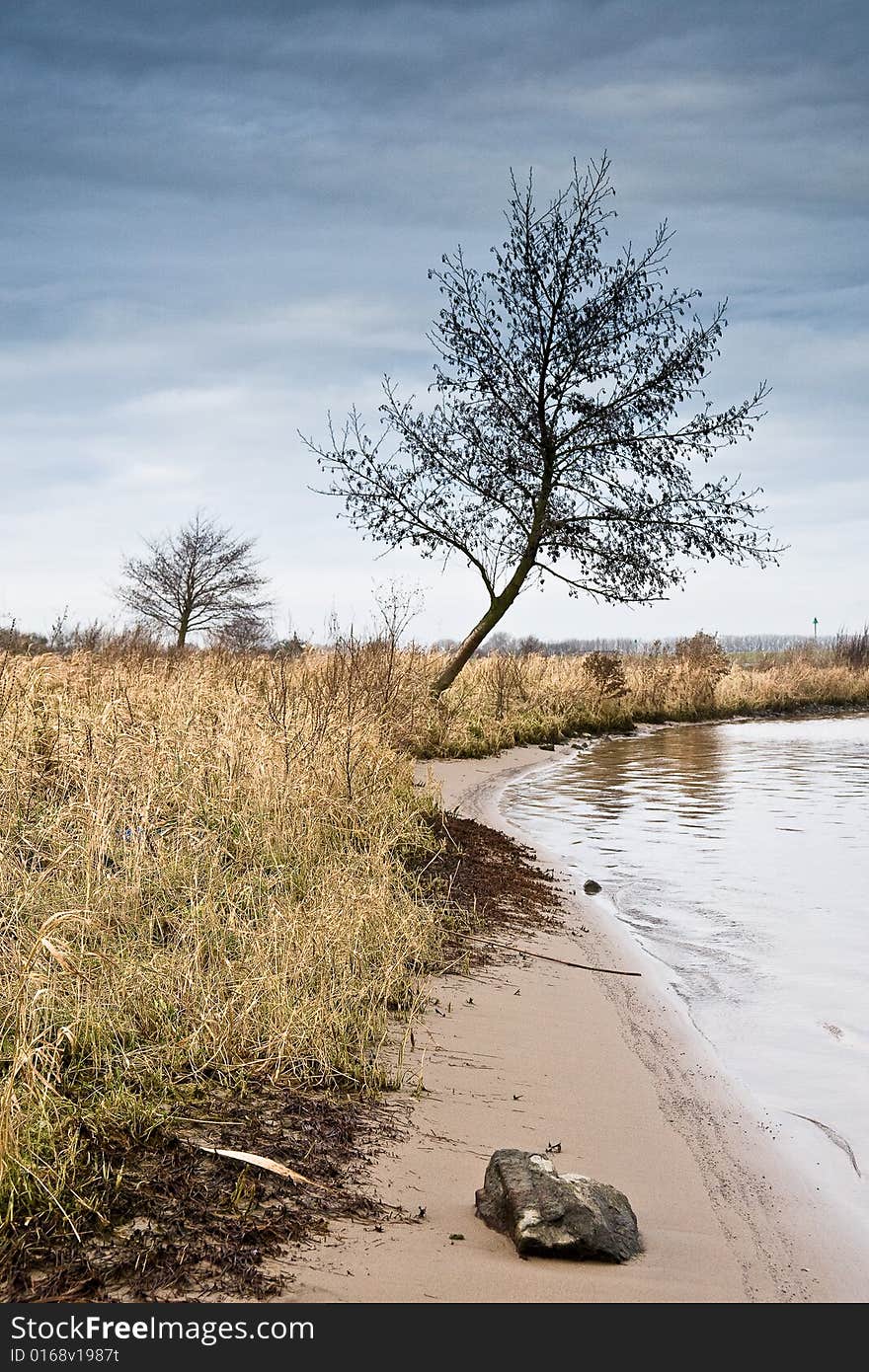 Early morning tree at the river