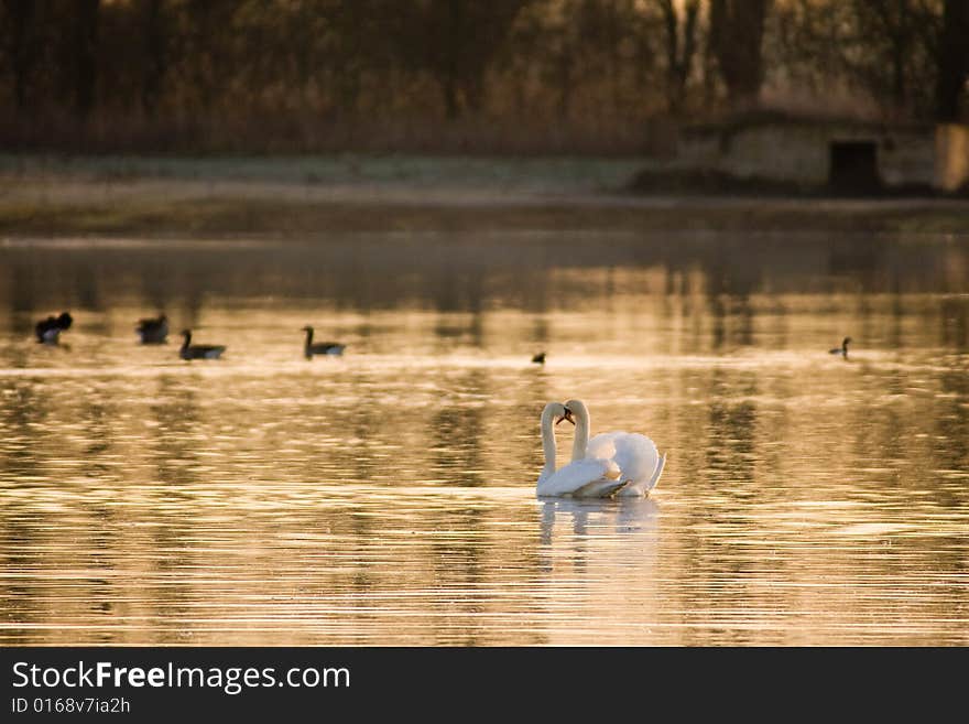 Swans