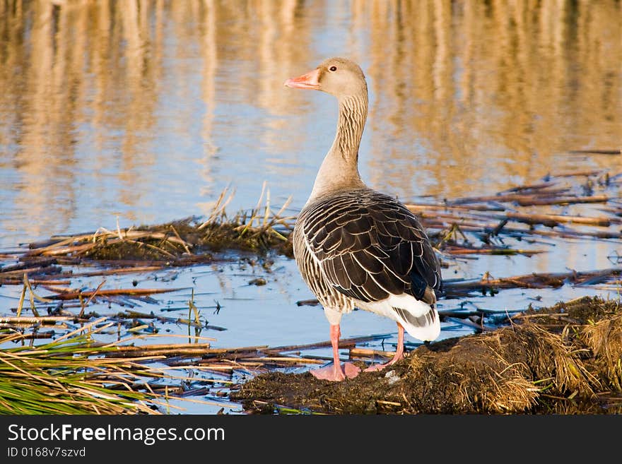 Goose looking over the river. Goose looking over the river