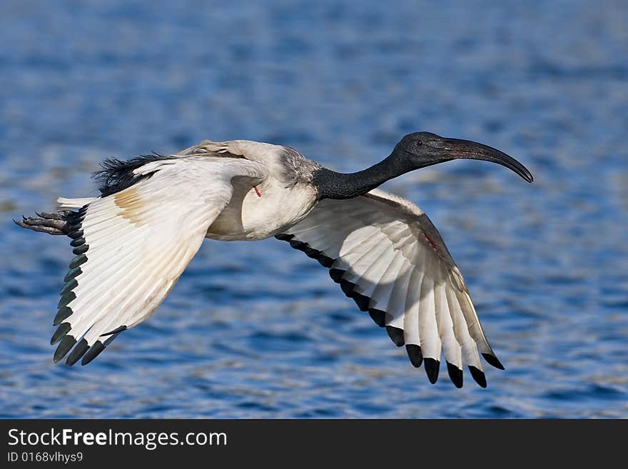 African Sacred Ibis in flight over water