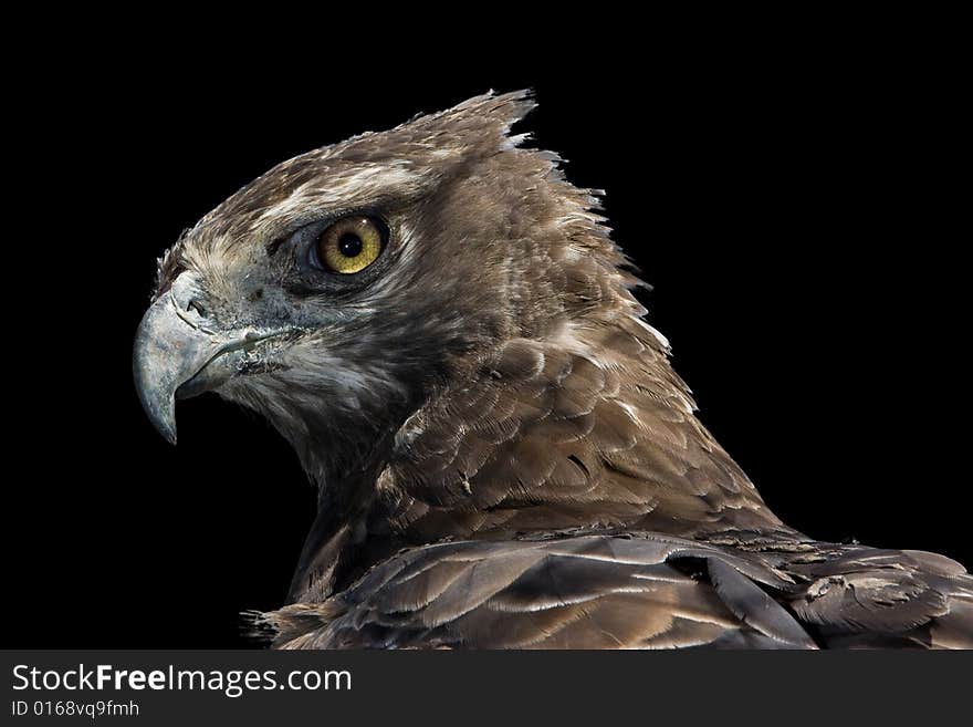 Martial Eagle Portrait