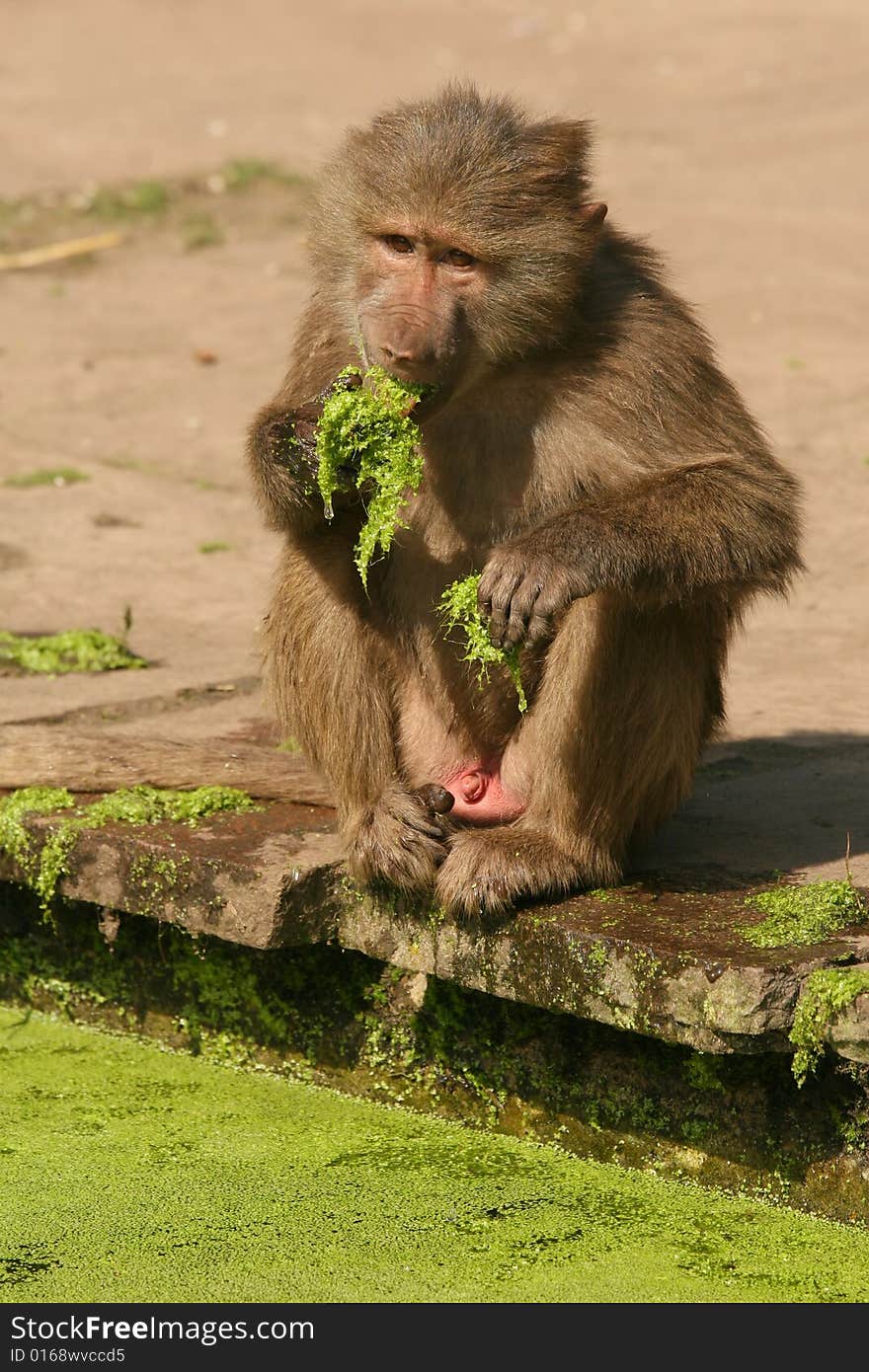 Baboon Eating