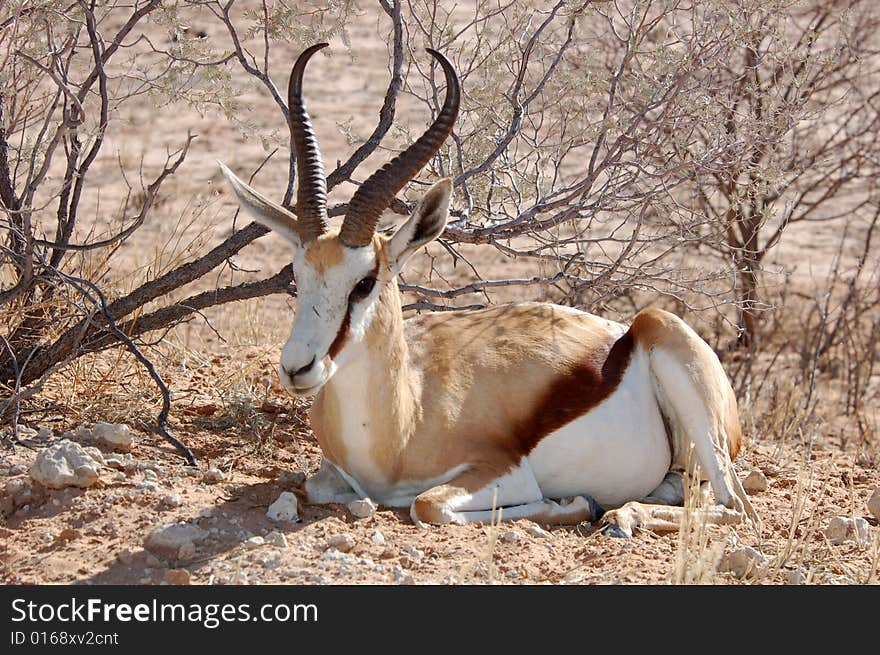 A Springbok Antelope (Antidorcas marsupialis) in the Kalahari Desert, Southern Africa.