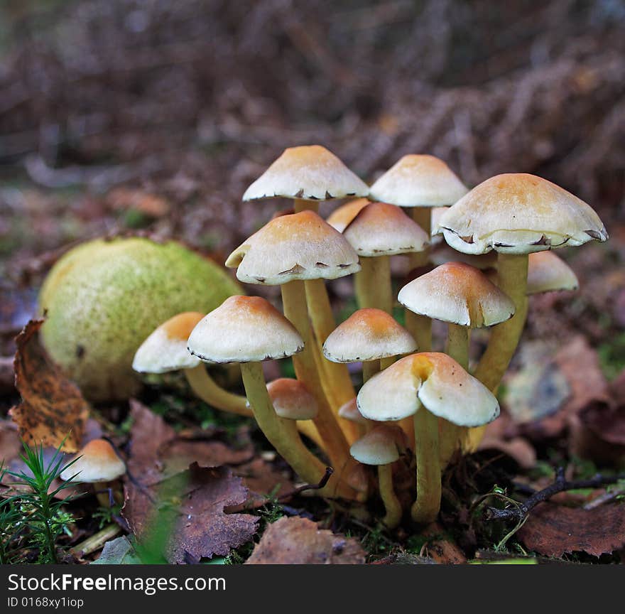 Wild Woodland Fungus growing by some fallen fruit