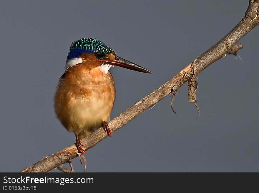 Malachite Kingfisher on twig looking right with clear background