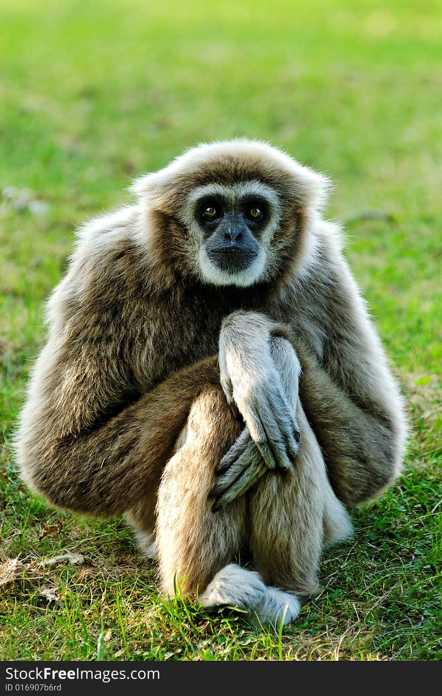 Gibbon