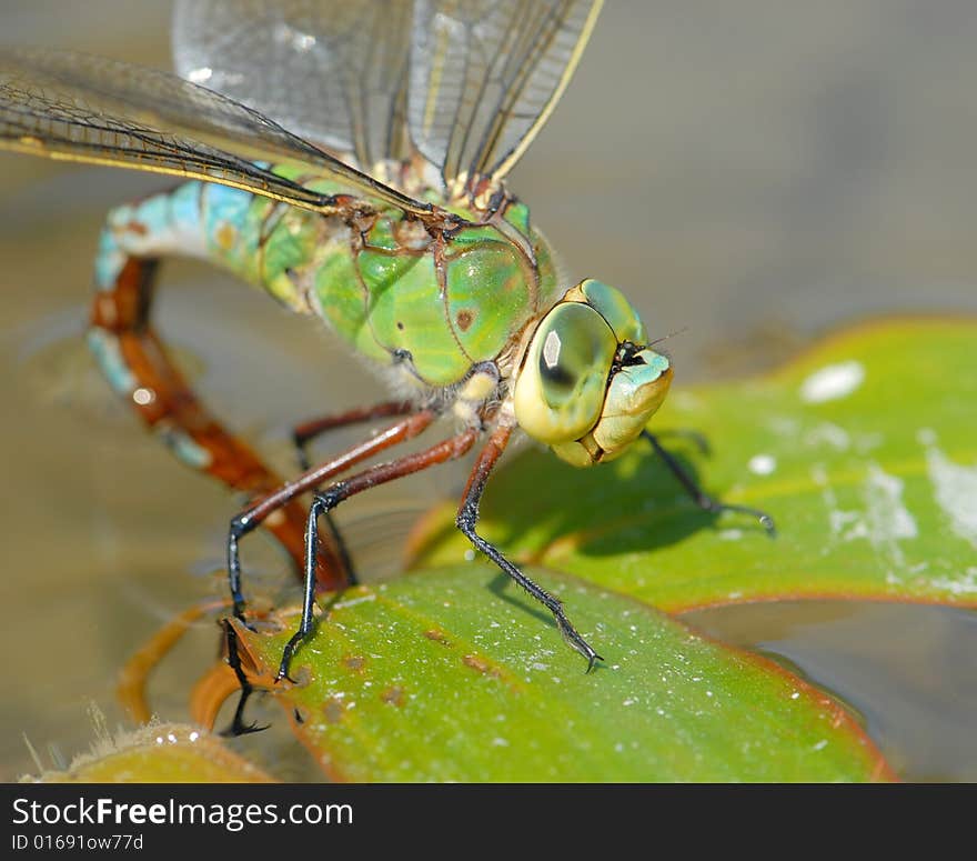 Dragonfly in lake postpones eggs. Dragonfly in lake postpones eggs