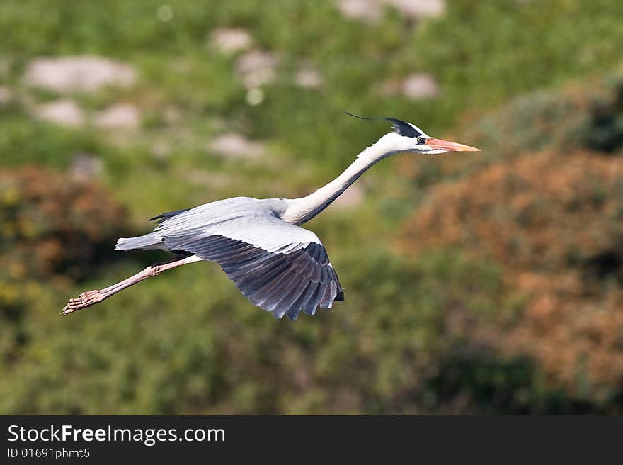 Grey Heron in flight with green background at Intaka Island Cape Town