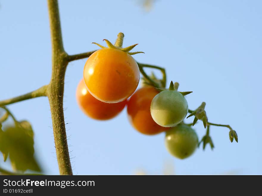 Tomatoes at the field