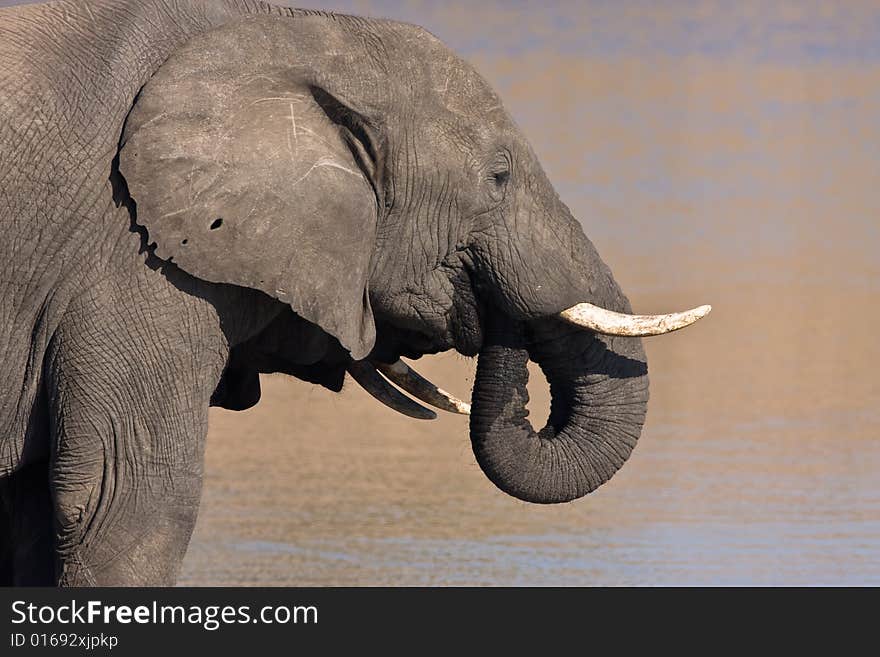 African Elephant drinking water in the Mpondo dam