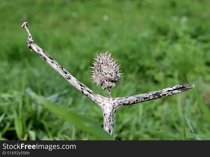 The strange plant reminds the little man