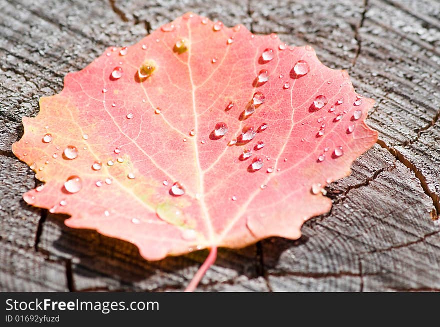 Close up on autumn leaf with waterdrops