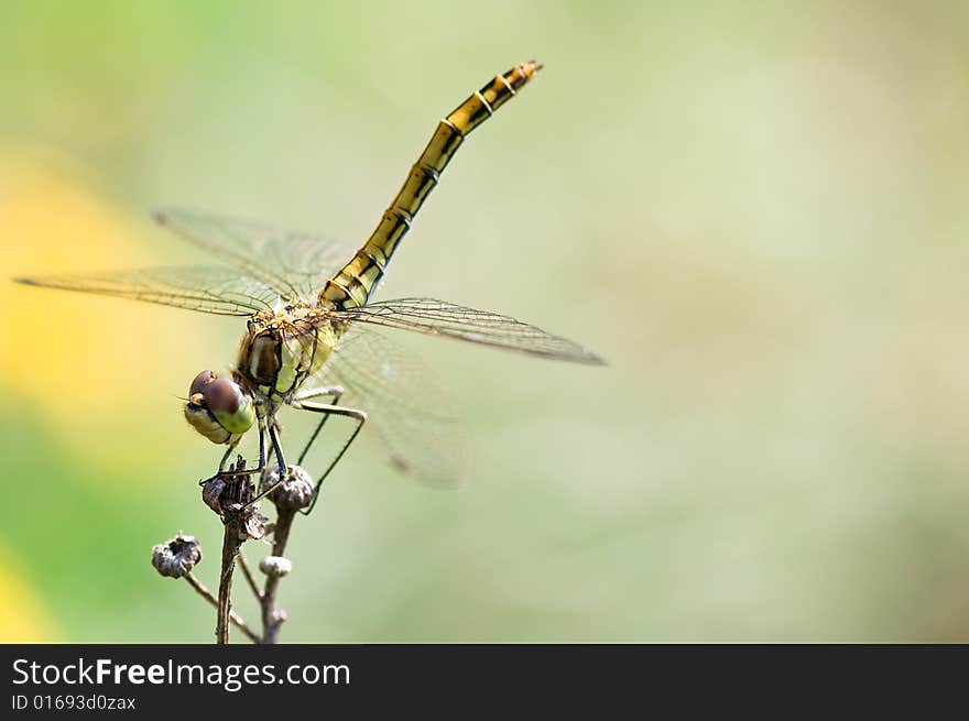 Close up on a beautiful dragonfly