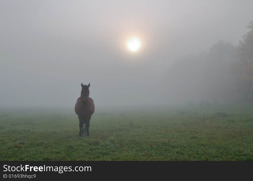 Silhouette of a horse